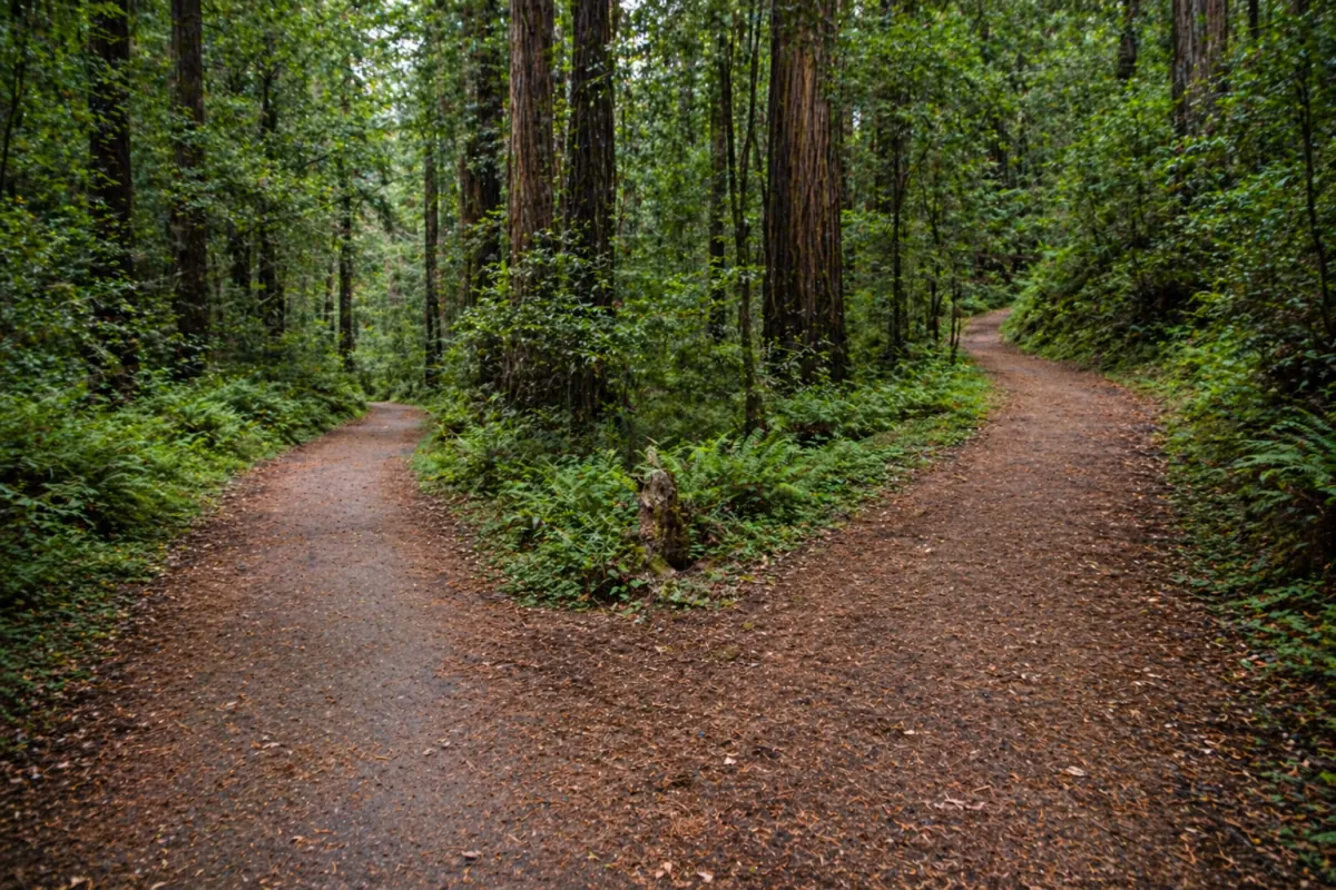 Two forest paths splitting in different directions